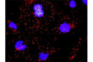 Proximity Ligation Analysis of protein-protein interactions between EGFR and CDH1.