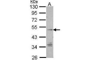 WB Image Sample (30 ug of whole cell lysate) A: Hep G2 , 10% SDS PAGE antibody diluted at 1:1000 (GPR137B anticorps  (C-Term))