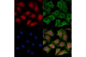 ABIN6265270 and ABIN6278780 staining HepG2 cells by IF/ICC. (SPZ1 anticorps  (Internal Region))