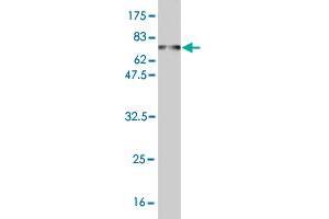 Western Blot detection against Immunogen (70.