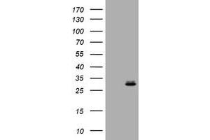 Image no. 1 for anti-RAB24, Member RAS Oncogene Family (RAB24) antibody (ABIN1500554) (RAB24 anticorps)