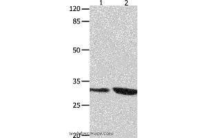 Western blot analysis of 293T and Jurkat cell  , using YWHAG Polyclonal Antibody at dilution of 1:800 (14-3-3 gamma anticorps)