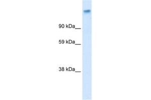 Western Blotting (WB) image for anti-Calcium Channel, Voltage-Dependent, alpha 2/delta Subunit 1 (CACNA2D1) antibody (ABIN2461079) (CACNA2D1 anticorps)