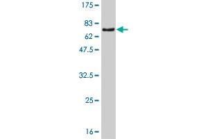 Western Blot detection against Immunogen (66. (ZNF24 anticorps  (AA 1-368))