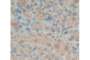 IHC-P analysis of Kidney tissue, with DAB staining. (SNX18 anticorps  (AA 411-614))