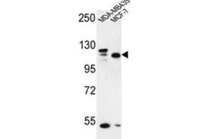 Western Blotting (WB) image for anti-SEC24 Family, Member C (SEC24C) antibody (ABIN3002130) (SEC24C anticorps)