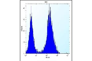 CDCA8 Antibody (N-term) (ABIN656687 and ABIN2845924) flow cytometric analysis of 293 cells (right histogram) compared to a negative control cell (left histogram).