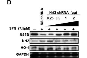 SFN inhibited HCV replication by upregulating Nrf2 expression.
