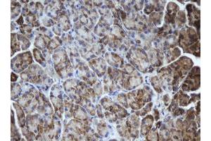 Image no. 2 for anti-Mitochondrial Intermediate Peptidase (MIPEP) (AA 174-516) antibody (ABIN1491019)