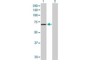 Western Blot analysis of STXBP1 expression in transfected 293T cell line by STXBP1 MaxPab polyclonal antibody. (STXBP1 anticorps  (AA 1-603))