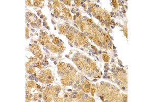 Immunohistochemistry of paraffin-embedded human stomach using ART5 antibody at dilution of 1:100 (x400 lens).