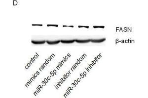 miR-30c-5p suppressed FASN expression(A) KEGG pathway analysis of genes targeted by miR-30c-5p. (beta Actin anticorps)