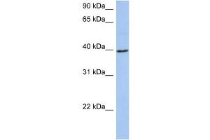 WB Suggested Anti-ACADM Antibody Titration:  0. (Medium-Chain Specific Acyl-CoA Dehydrogenase, Mitochondrial (N-Term) anticorps)