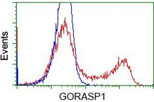 Image no. 5 for anti-Golgi Reassembly Stacking Protein 1, 65kDa (GORASP1) antibody (ABIN1498488)