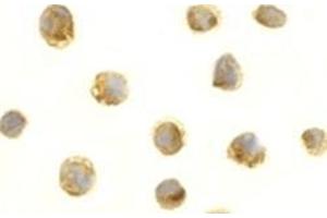 Image no. 2 for anti-Tumor Necrosis Factor (Ligand) Superfamily, Member 13b (TNFSF13B) (AA 254-269) antibody (ABIN319035)