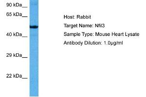 Host: Mouse Target Name: NFIL3 Sample Tissue: Mouse Heart Antibody Dilution: 1ug/ml (NFIL3 anticorps  (Middle Region))