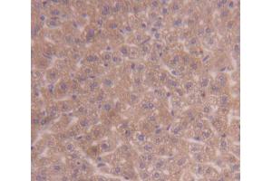 IHC-P analysis of Kidney tissue, with DAB staining. (PDK3 anticorps  (AA 138-396))