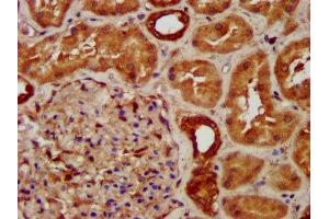 IHC image of ABIN7170916 diluted at 1:300 and staining in paraffin-embedded human kidney tissue performed on a Leica BondTM system.