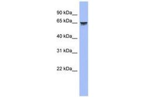 Image no. 1 for anti-Leucine Zipper, Putative Tumor Suppressor 2 (LZTS2) (AA 71-120) antibody (ABIN6744323)