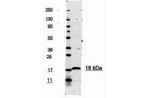 This antibody is primarily directed against mature, 17,000 MW human IL-1ß and is useful in determining its presence in various assays. (IL-1 beta anticorps  (Cleavage Site, N-Term))