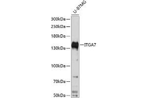 Western blot analysis of extracts of U-87MG cells, using ITG antibody  at 1:3000 dilution.