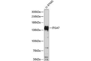 Western blot analysis of extracts of U-87MG cells, using ITG antibody  at 1:3000 dilution. (ITGA7 anticorps  (AA 880-1020))