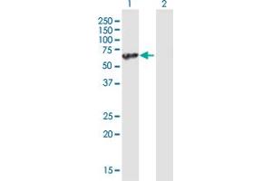Western Blot analysis of UBAP1 expression in transfected 293T cell line by UBAP1 MaxPab polyclonal antibody.