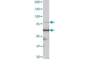 LARP4 MaxPab polyclonal antibody.