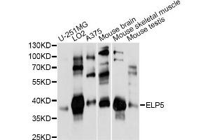 Western blot analysis of extracts of various cell lines, using ELP5 antibody (ABIN6292001) at 1:1000 dilution.