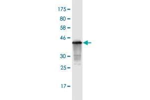 Western Blot detection against Immunogen (40.