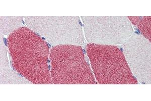 Immunohistochemistry with Human Skeletal Muscle lysate tissue at an antibody concentration of 5. (HMGCS1 anticorps  (Middle Region))