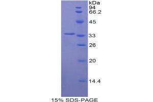 SDS-PAGE analysis of Pig Hepcidin Protein. (Hepcidin Protéine)