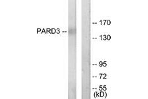 Western blot analysis of extracts from COLO205 cells, using PARD3 Antibody. (PARD3 anticorps  (AA 1141-1190))