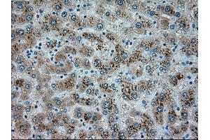 Immunohistochemical staining of paraffin-embedded pancreas tissue using anti-SERPINA1mouse monoclonal antibody. (SERPINA1 anticorps)