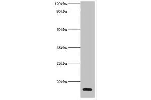 Western blot All lanes: Galectin-2 antibody at 6 μg/mL + Mouse liver tissue Secondary Goat polyclonal to rabbit IgG at 1/10000 dilution Predicted band size: 15 kDa Observed band size: 15 kDa (Galectin 2 anticorps  (AA 1-132))
