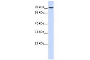 Image no. 1 for anti-Heat Shock 105kDa/110kDa Protein 1 (HSPH1) (AA 504-553) antibody (ABIN6743632) (HSPH1 anticorps  (AA 504-553))