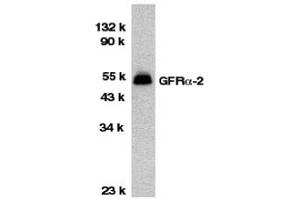 Western Blotting (WB) image for anti-GDNF Family Receptor alpha 2 (GFRA2) (Middle Region) antibody (ABIN1030938) (GFRA2 anticorps  (Middle Region))