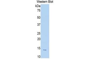 WB of Protein Standard: different control antibodies against Highly purified E.
