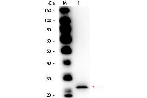 Western Blot of Goat anti-Papain Antibody Biotin Conjugated. (Papain anticorps (Biotin))