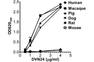 ELISA binding of human, macaque, pig, dog, mouse, and rat FcRn toward DVN24 at pH 7.