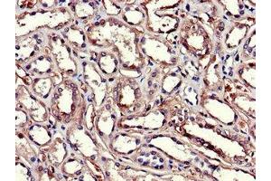 Immunohistochemistry of paraffin-embedded human kidney tissue using ABIN7154085 at dilution of 1:100
