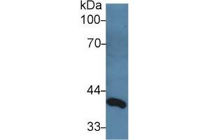 Western Blot; Sample: Rat Serum; Primary Ab: 3µg/ml Rabbit Anti-Rat dLK1 Antibody Second Ab: 0.