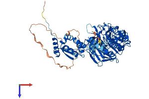 AlphaFold protein structure predicition of Mouse Recombinant Klhl14 Protein, UniprotID Q69ZK5