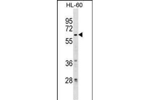 ZN Antibody (Center) (ABIN1537952 and ABIN2849789) western blot analysis in HL-60 cell line lysates (35 μg/lane). (ZNF317 anticorps  (AA 173-199))