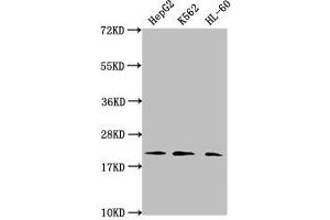 Western Blot Positive WB detected in: HepG2 whole cell lysate, K562 whole cell lysate, HL60 whole cell lysate All lanes: HIST1H1C antibody at 1:2000 Secondary Goat polyclonal to rabbit IgG at 1/40000 dilution Predicted band size: 22 kDa Observed band size: 22 kDa
