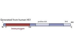 Image no. 4 for anti-Hematopoietic Cell-Specific Lyn Substrate 1 (HCLS1) (AA 17-190) antibody (ABIN968027)