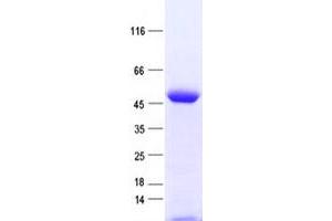 Validation with Western Blot (FAM102B Protein (His tag))