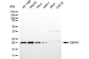 Western blotting analysis using CMPK1 antibody (ABIN7798241). (Cytidine Monophosphate (UMP-CMP) Kinase 1, Cytosolic (CMPK1) anticorps)