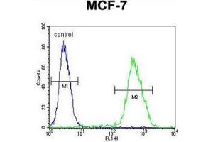 Flow cytometric analysis of MCF-7 cells using LMO4 Antibody (Center) Cat. (LMO4 anticorps  (Middle Region))