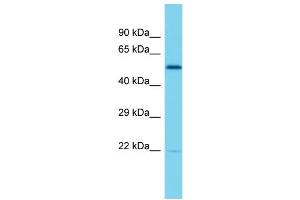 Host: Rabbit  Target Name: Elf2  Sample Tissue: Rat Thymus lysates  Antibody Dilution: 1.